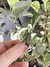Anillo Laurel en internet