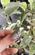 Anillo Laurel