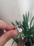 Anillo Puntas