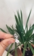 Anillo Doble Hoja