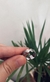 Anillo Círculos Grandes