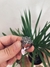 Anillo Espirales - comprar online