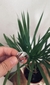 Anillo Regulable
