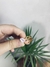 Anillo Estilo Cadena