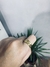 Anillo Puntos Regulable