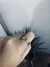 Anillo Espiga