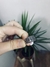 Anillo Wong