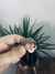 Anillo Wong - comprar online