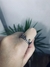 Anillo Corona