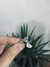 Anillo Ramitas - comprar online