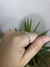 Anillo Multicolor - comprar online