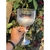 Combo taça gin degradê personalizada de acrílico - By MB personalizados