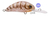 Isca Artificial Pituzinha 40f Maruri - comprar online