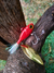Isca Artificial Jig Spin Tail Lure Maker - Loja do Pescador DV