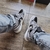 Nike Air Jordan 1 Mid “Cement Grey” - XOXO