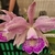 Cattleya schilleriana