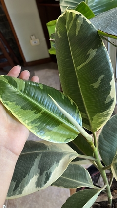 Gomero Variegado en internet