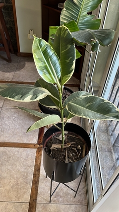 Gomero Variegado - comprar online