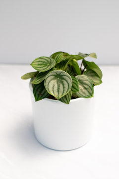 Peperomia Argireya