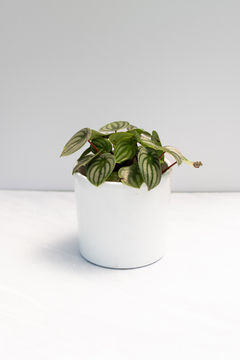 DÚO Peperomia Argireya + Maceta cilindrica esmaltada blanca en internet