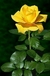 Rosa simples (unidade) - Céu Plantas