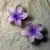Broche Hawaii Lila - comprar online