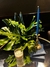 Centros de Mesa Greenery