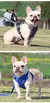 Sem puxar arnês cão e conjunto de coleira ajustável na internet