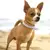colarinho camurça couro filhote de cachorro gatos - comprar online