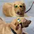 Óculos de sol gratuitos para animais de estimação - Seu Little Pet