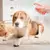 Longo Durável Limpeza Desodorizador Spray, Perfume Cão Gatos