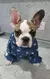 Roupas para cães pequenos menina filhote de cachorro roupas para cães - comprar online