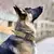 Coleira Tática para Cão Policial, Militar Ajustável - loja online