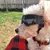 Óculos de proteção UV para cães e gatos - loja online