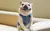 Jaqueta jeans retro designer para cães pequenos, roupa universal - loja online