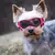 Óculos de proteção UV para cães e gatos