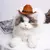 Chapéu cowboy estrela ajustável para animais de estimação - loja online
