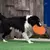Pires voadores de silicone para cão e gato, Discos voadores engraçados - comprar online