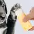 Creme De Proteção De Pata De Pet, Hidratante De Pé De Cão - comprar online