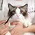 Escova para Gato, Fibra Superfina Lavável