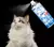 Spray Desodorizante Pet, Odor à Urina, Odor Corporal, Fezes
