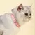 Coleiras de couro macio, colar bonito do gato, cão pequeno, gatinho na internet