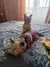 Roupas para cães pequenos menina filhote de cachorro roupas para cães na internet