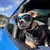 Óculos de sol para cães, óculos de sol, óculos para cão e gatos - comprar online