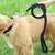 Trela do cão resistente para o treinamento, que caminha o verde preto do animal