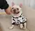 Camisola Haki de veludo quente para cães, roupa para cães, conjunto hanbok