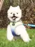 Arnês e trela conjunto para cão, arnês para pequeno, médio, pet - Seu Little Pet