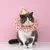 Chapéu de renda para aniversário de pet, babador bonito de gato e cachorro - loja online
