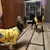 Roupas para cães pequenos menina filhote de cachorro roupas para cães na internet