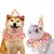 Chapéu de renda para aniversário de pet, babador bonito de gato e cachorro na internet